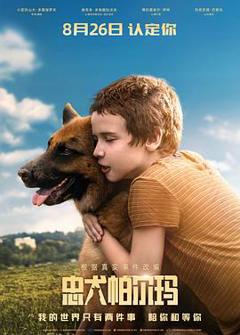 忠犬帕尔玛[电影解说]