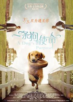 《一条狗的使命[电影解说]》