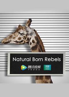 《你这个坏怂》