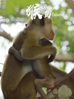 《猴岛》