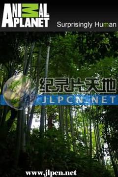 《竹子开花的恶兆》