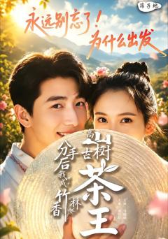 《分手后我成了香竹林高山古树茶王》